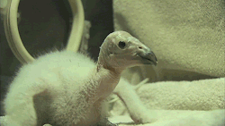 aviantastic:  becausebirds:  The first California Condor chick of the season hatched on 14th at the San Diego Zoo! The Condor Breeding program employees use a condor puppet to feed the baby chick raw meat and give it some interaction.  “‘The puppet