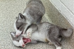 anonymousbuttrue: Cute Arctic Fox Pups The arctic fox, also known as the white fox, polar fox or snow fox, is a small fox native to Arctic regions of the Northern Hemisphere and is common throughout the Arctic tundra biome. Arctic fox babies are called