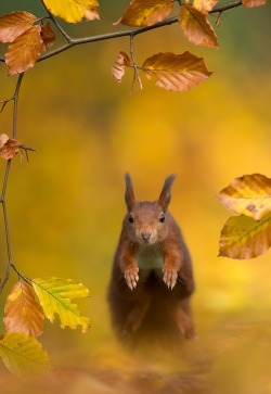 One can never consent to creep when one feels an impulse to soar. ~ Helen Keller, The Story of My Life    (Red Squirrel)