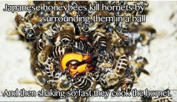 pochamarama:   Uhm???  It’s true. The bees generate so much collective body heat by vibrating their muscles that the hornet can’t take it and just dies. But the bees don’t do it just to be dicks— Japanese hornets are malicious killing machines