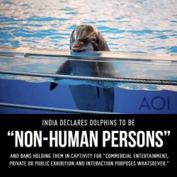sea-shepherd:  YES, big props to India for leading the way and treating out seafaring brethren with the same rights as humans. Read the article here. http://www.treehugger.com/natural-sciences/indias-bans-exploitation-dolphins-says-they-should-be-seen-non