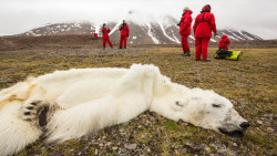 we-are-star-stuff:  Starved polar bear perished due to record sea-ice melt, says expert A starved polar bear found found dead in Svalbard as “little more than skin and bones” perished due to a lack of sea ice on which to hunt seals, according to
