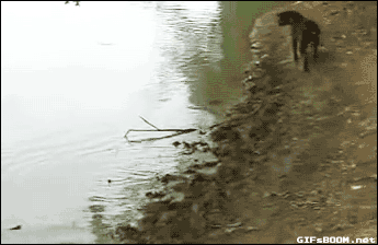 Dog Catches Fish