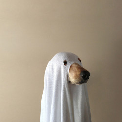 ozeia:  spookasaur:  IM LAUGJING SO HARD the picture looks so sleek and professional with the lighting but ITS A SPOOKY DOGE  this is going to be my icon on halloween 
