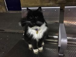 catsbeaversandducks:  After Five Years of Service, this Kitty Got a Much Deserved Promotion Felix was nine weeks old when she came to Huddersfield Railway Station in West Yorkshire, England to help the humans tackle the rodent problem. Now five years