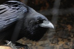 joshbyard:  Animal Consciousness: Corvids Demonstrate a Sense of Fairness  a pair of biologists at the University of Vienna trained six carrion crows and four ravens to exchange pebble tokens for food. The researchers then created same-species pairs for