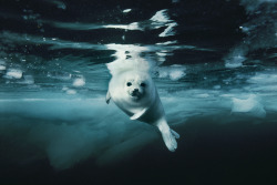 Playful pup (juvenile Harp Seal)