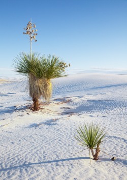 microbe:  White Sands, New Mexico. The desert is located in Tularosa Basin New Mexico. Its white sands are not composed of quartz, like most desert sands, but of gypsum and calcium sulfate. Unlike other desert sands, it is cool to the touch, due to the