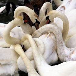 boyirl:  Swans Necks  Some of the many swans found on the river Avon, Stratford on Avon, Warwickshire, England. 
