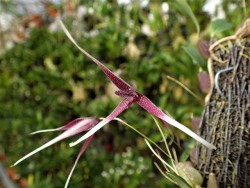 orchid-a-day:    Bulbophyllum woelfliae  December 29, 2017 