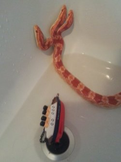 angryteenagebear:  magiric-magi:  ohnoproblems:  lymphonodge:  best-of-imgur:  Hydra, my three-headed corn snake  WHAT A BABY WHAT A THREE BABIES  i love you hydra  My jealousy of you burns with the white-hot intensity of a thousand suns  A THREE HEADED