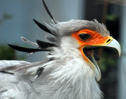 GAH. Why have i not previously realized that secretary birds are utterly gorgeous as fuck Wow &lt;3