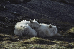 wolveswolves:    Arctic wolves (Canis lupus arctos)   by Jim Brandenburg 