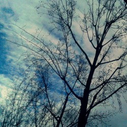 #branches d&rsquo;#arbre dans le #ciel de #paris