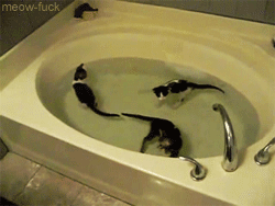 shaneduskwolf:  pretzel-swirl:  meow-fuck:  If you were having a bad day, here are some kittens in a bathtub.  never have I ever seen kittens calmly swimming in water  *wispers* riverclan 