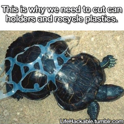 lifehackable:  This turtle crawled through a discarded plastic ring of a 6-pack when it was a baby and now is being forever strangled in a plastic hangman’s noose. Share this if you’re not okay with it. 