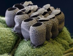 23pairsofchromosomes:  Butterfly eggs on a raspberry plant A micro-crack in steel Household dust Needle and thread E.coli bacteria on lettuce  Beard hairs under a scanning electron microscope: cut with razor (left) and electric shaver (right) A moth wing