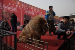 buzzfeed:  A Chinese zoo was trying to pass off this incredibly fluffy dog as a lion. The zoo was called on its bluff after the “lion” started barking.  