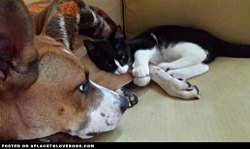 aplacetolovedogs:  Dog Wants His Leg BackDog wants leg back  Ummmmmm kitty, I hate to disturb you but any chance of getting my leg back any…View Post