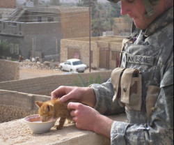 gettin-nakie-outside:  zopeand:  inebriatedpony:   I will always reblog the military and kittens.    I swear the guy in the photo is Awesome get it? get it?   Nah, he’s just awesome in… General… 