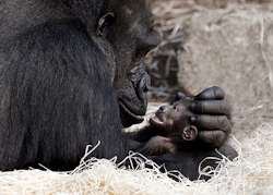 jtotheizzoe:  Animal Morality Excellent read in Aeon Magazineabout the scientific and philosophical question of when apparent moral behavior in animals really becomes moral behavior. You know, whatever that is. Case in point:  &ldquo;Binti Jua, a gorilla