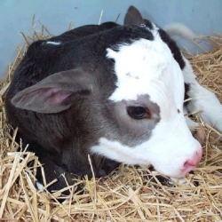 sempermemor:  fear-the-fluff:  vegvoice:  The best way to get over your cheese addiction, is to watch a mother cow scream for days as her newborn child is ripped away from her; so that you can have her milk.  HOLD THE PHONE IMA STOP YOU RIGHT THERE CHECK