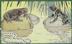 nemfrog:“Toad’s eggs and frog’s eggs. Can you tell them apart?” The pet club. 1937.