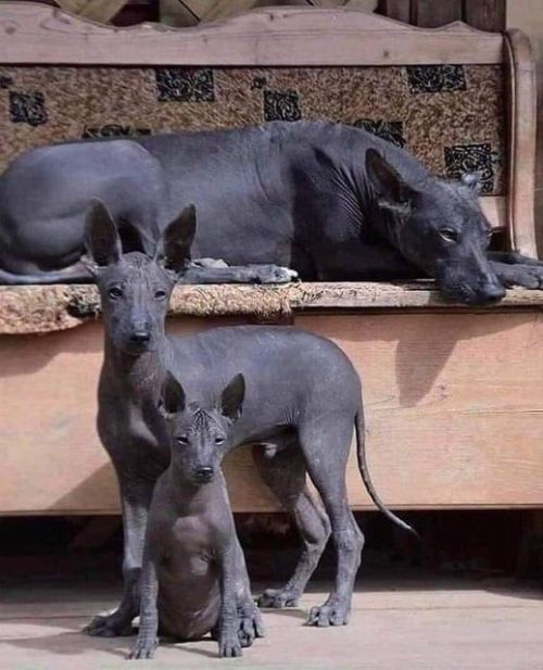 woobosco:  hometoursandotherstuff:  A family of Xolos, one of the most ancient dog breeds in the world, believed to have been around since the ‘old world,’  The Xoloitzcuintle is one of several breeds of hairless dogs. Origin: Mexico @woobosco