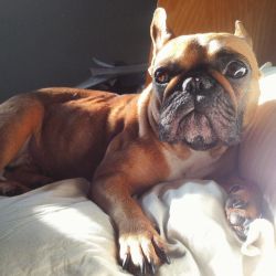 Porky was suntanning on my bed and lighting was too perfect to not snap a picture. 💕 #Porkygram #mivida #frenchbulldog by desireexelyda