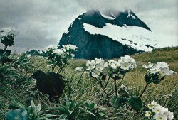 vintagenatgeographic:  Hiking the MacKinnon Pass, New Zealand National Geographic | January 1978 