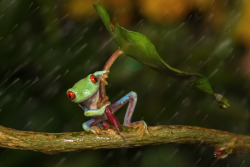 themoonphase:  geckopirateship:  awkwardsituationist:  shelter from the storm. photos by kutub uddin (more frog pics)  Always reblog frogbrellas.  FUCKIN FROGS 