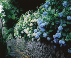 my-aeipathy:  紫陽花 / hydrangea by koion on Flickr.