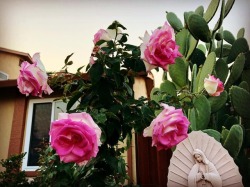 Lupita y rosas #roses #guadalupe #lupita #rose #rosas  (at Hacienda Pèrez-Garcia) https://www.instagram.com/p/BqMYe8Qgd8d/?utm_source=ig_tumblr_share&amp;igshid=z86d348kfsvj