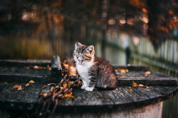 magic-spelldust:Autumn Kitty by  Афиногенова Татьяна  