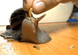 mehueleelpitoacanela:¿Has visto alguna vez comer a un caracol?