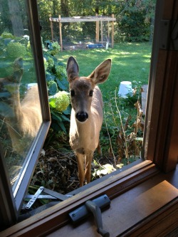 yesterdear:  okay hi hi just stopped by to say hi also do you have any cruchies i could crunch on for i am just a little deer and thank you very much thanks thanks