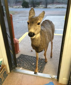 archiemcphee: On Surreal Sunday the deer go shopping. This gift shop at the Horsetooth Inn and RV Park in Fort Collins, CO was recently visited by a small group of deer, including a young doe who strolled right in and began browsing. “It was hilarious,”