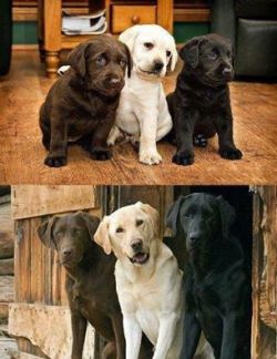 awwww-cute:  Years gone but brothers together. (Source: http://ift.tt/1rMYL9u)