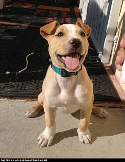 aplacetolovedogs:  Robot_Processing Sweet and cute and lovable and happy puppy Missy, half Beagle, half Pitbull mix Original Article  What are weird combo. Looks cool though.