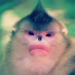 mycrummyvalentine:  pbsnature:  This is for anyone who missed Mystery Monkeys of Shangri-La on @PBSofficial last night. Lucky for you, you can still watch the film online.  @scientists please un-discover this ugly ass monkey 