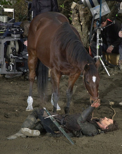 thebyrchentwigges:  riddlemehiddleston:  amber-and-ice:  timespaceprincess:  inksplotched:  terecita:  thatswhenyouseesparks:  Still my favorite story from the Lord of the Rings set: Viggo Mortensen bonded so much with the horse he rode in the movies