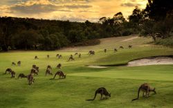 Natural hazard (the Anglesea Golf Club, south of Melbourne, Australia, has a resident Eastern Grey kangaroo population &hellip; their evening rounds are called Roo Twilights)