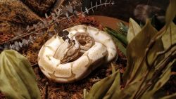 drferox: This is Giorno Giovanna, my new ball python. He’s a rescue and I love him dearly. We’re still working on bumping up his humidity and getting him to eat but he’s an absolute tolerant doll (even with his morph, don’t get me started).  Poor