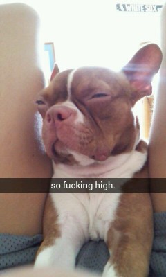 My dog is so fucking high :)