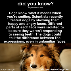 did-you-kno:  Dogs know what it means when you’re smiling. Scientists recently tested dogs by showing them happy and angry faces. Different parts of each face were isolated-to be sure they weren’t responding to seeing teeth. The dogs could tell the