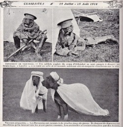 Chiens de guerre, 1910.