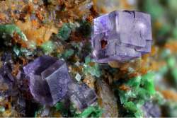 underthescopemineral:  Fluorite, Zeunerite  CaF2,   Cu(UO2)2(AsO4)2·12H2O   Locality:Montoso Quarries, Bagnolo Piemonte, Cuneo Province, Piedmont, Italy    Field of View: 4.74 mm    A nice specimen with vivid colors: violet fluorite cubes over green