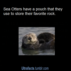 ultrafacts:  eevil-sdrawkcab:  ultrafacts:  More Ultrafacts (Source)  Ahahaha why a rock!?  They use the rock as a tool to crack open clams and sometimes they play with it for fun.  