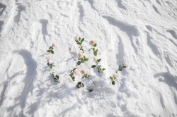 cinnahearts:  Flowers in Snow || Veronika Gilková