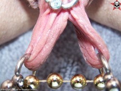 pussymodsgaloreA closely cropped photo which does not allow us to see the full detail, but at the top she appears to have a HCH piercing with a ring, also stretched and pierced inner labia with rings, which are spread by a chain.
